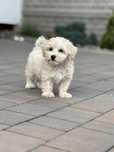 Piesek rasy Maltipoo