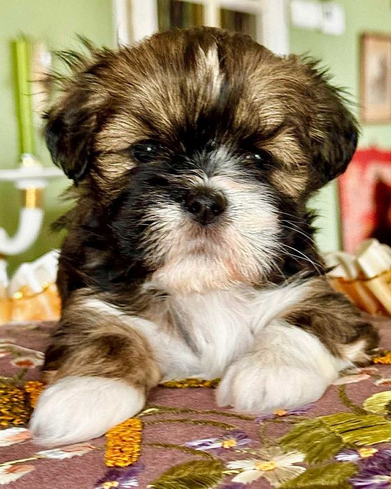 Cudne Lhasa Apso - z rodowodem