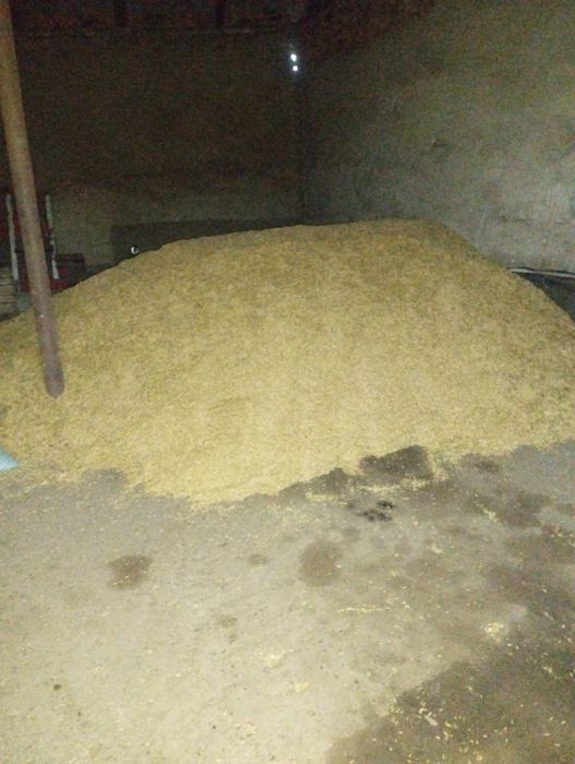 Продам овес ячмінь 2025