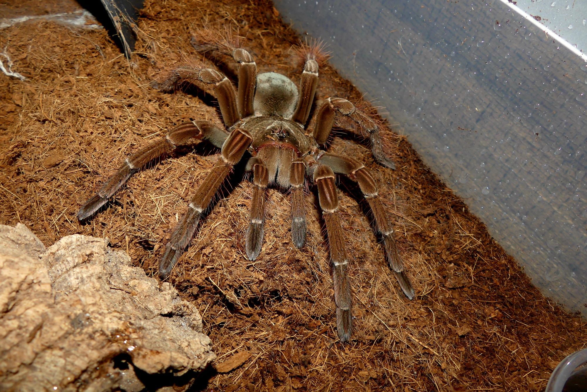 Theraphosa stirmi