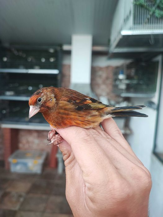 Carpodacus mexicanus