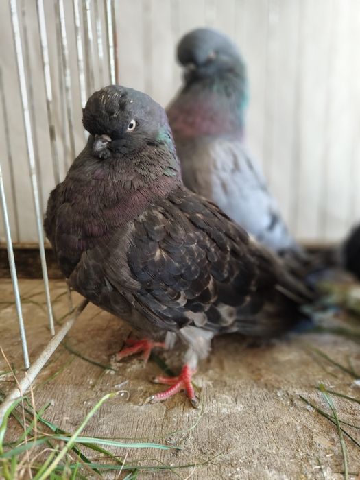 Gołębie sowy. Long face