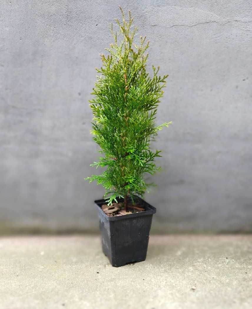 Tuja szmaragd wys.40 cm