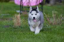 Siberian husky zkwp