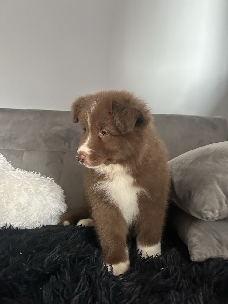 Piesek border collie czekoladowo-biały