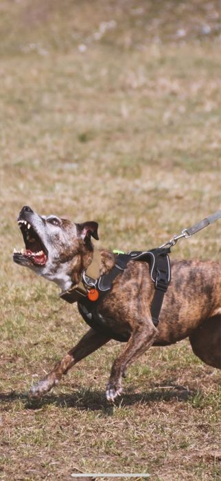 Szelki dla psa Hurtta Weekend Warrior