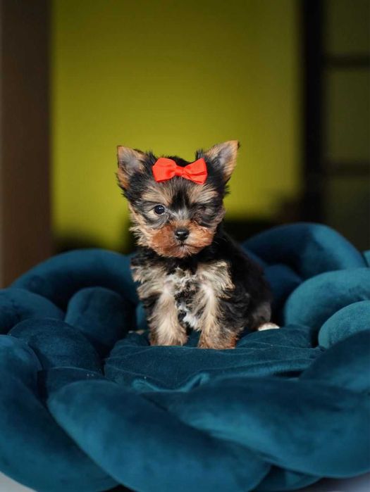 Любов з першого «Гав!» – чарівні цуценята для добрих людей