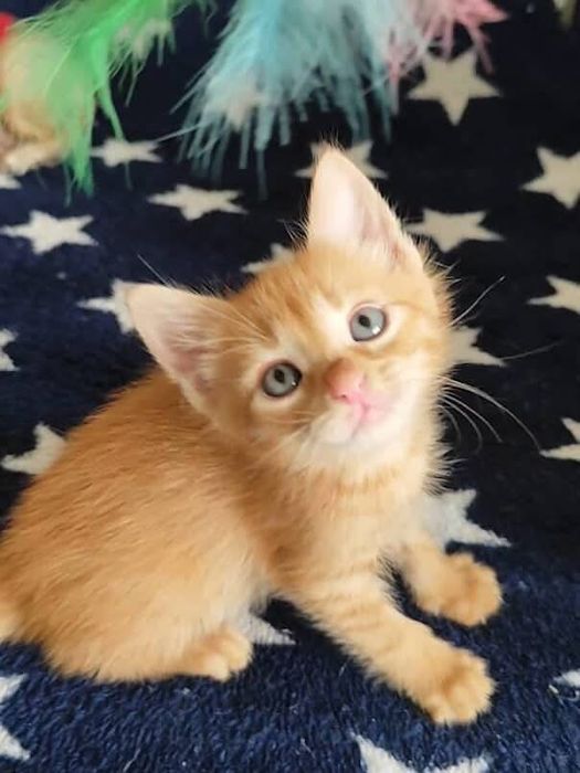 Красивый рыжий котёнок бесплатно