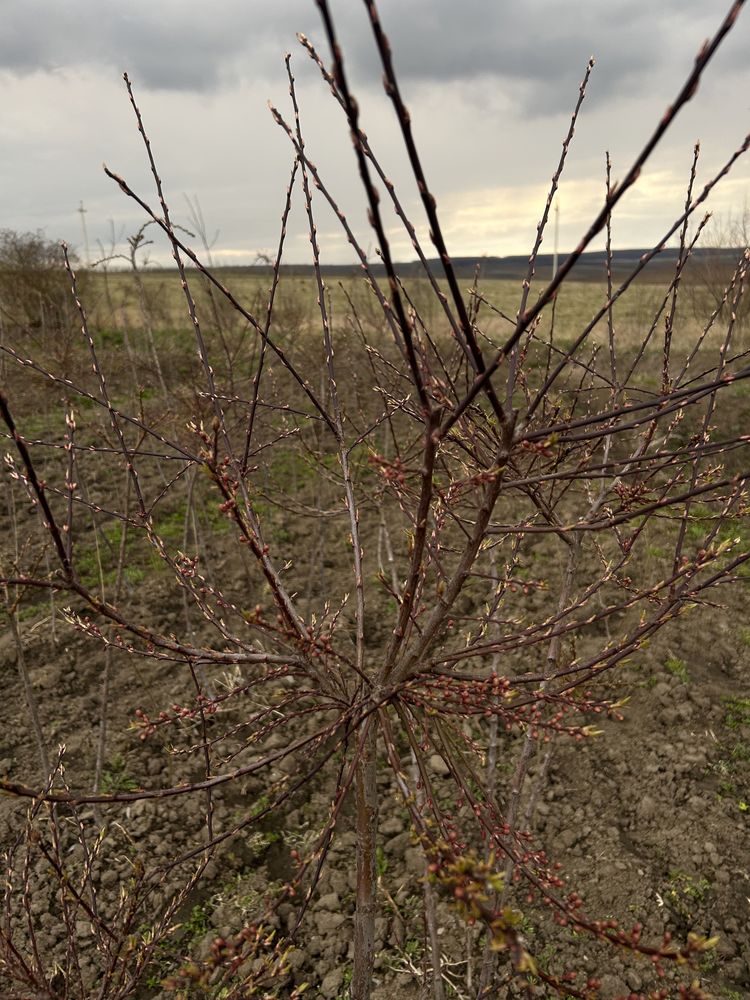 Алича Варієгатна