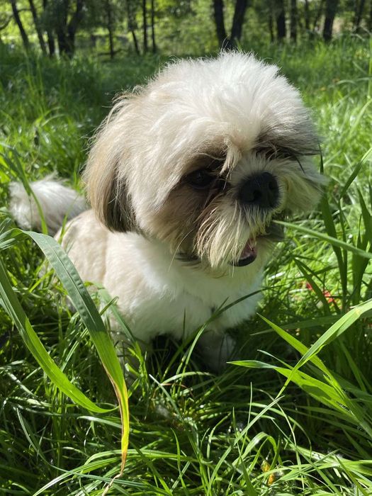 В'язка Ши-тцу хлопчик