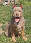american bully xl   4i poł mies.piesek nr jeden z miotu najlepszy