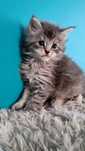 Maine coon -kocurek, możliwa opcja do hodowli- ostatni