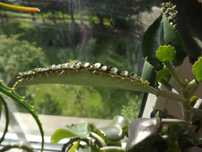 Żyworódka Daigremonta, kalanchoe Daigremonta 10 rozmnóżek