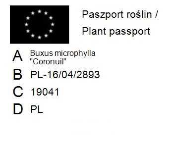 Bukszpan drobnolistny 'Coronuil' microphylla 041