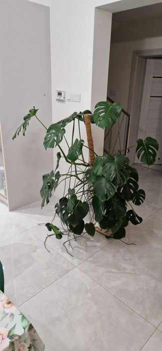 Duza monstera do sprzedania.