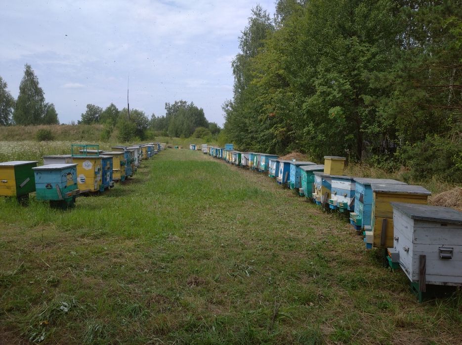 Прополісний коврик  200грн