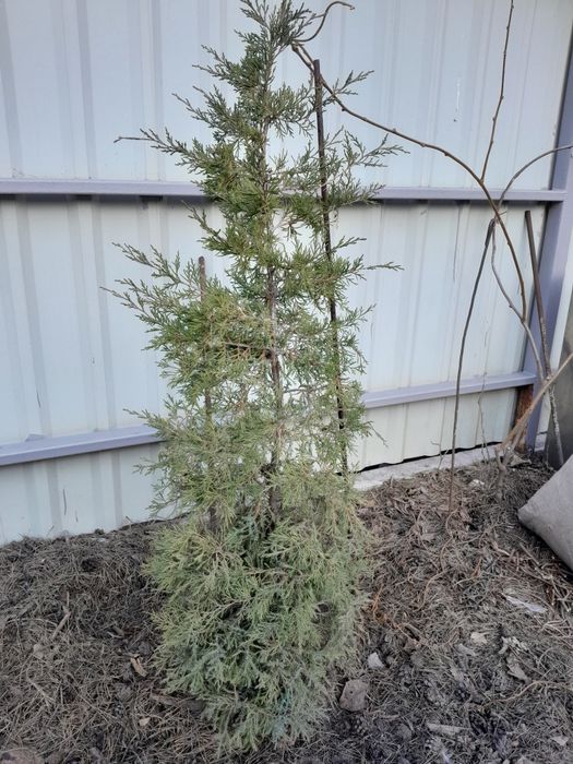 Можевельник, ялівець вергінський