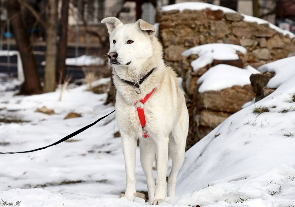 Młody, piękny nieco skryty kundelek.Śnieżnobiała sierść i cudowne oczy