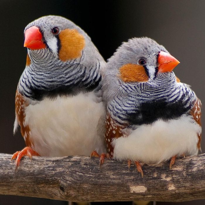 Cedo mandarins de 2025