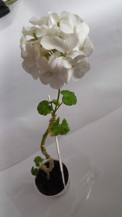 Герань калачики пеларгонія