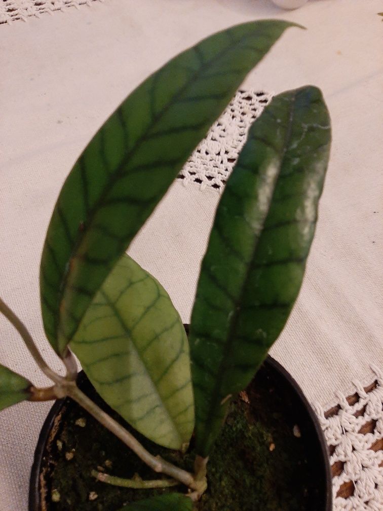 Hoya Callistophylla kolekcjonerska, cała roślina..
