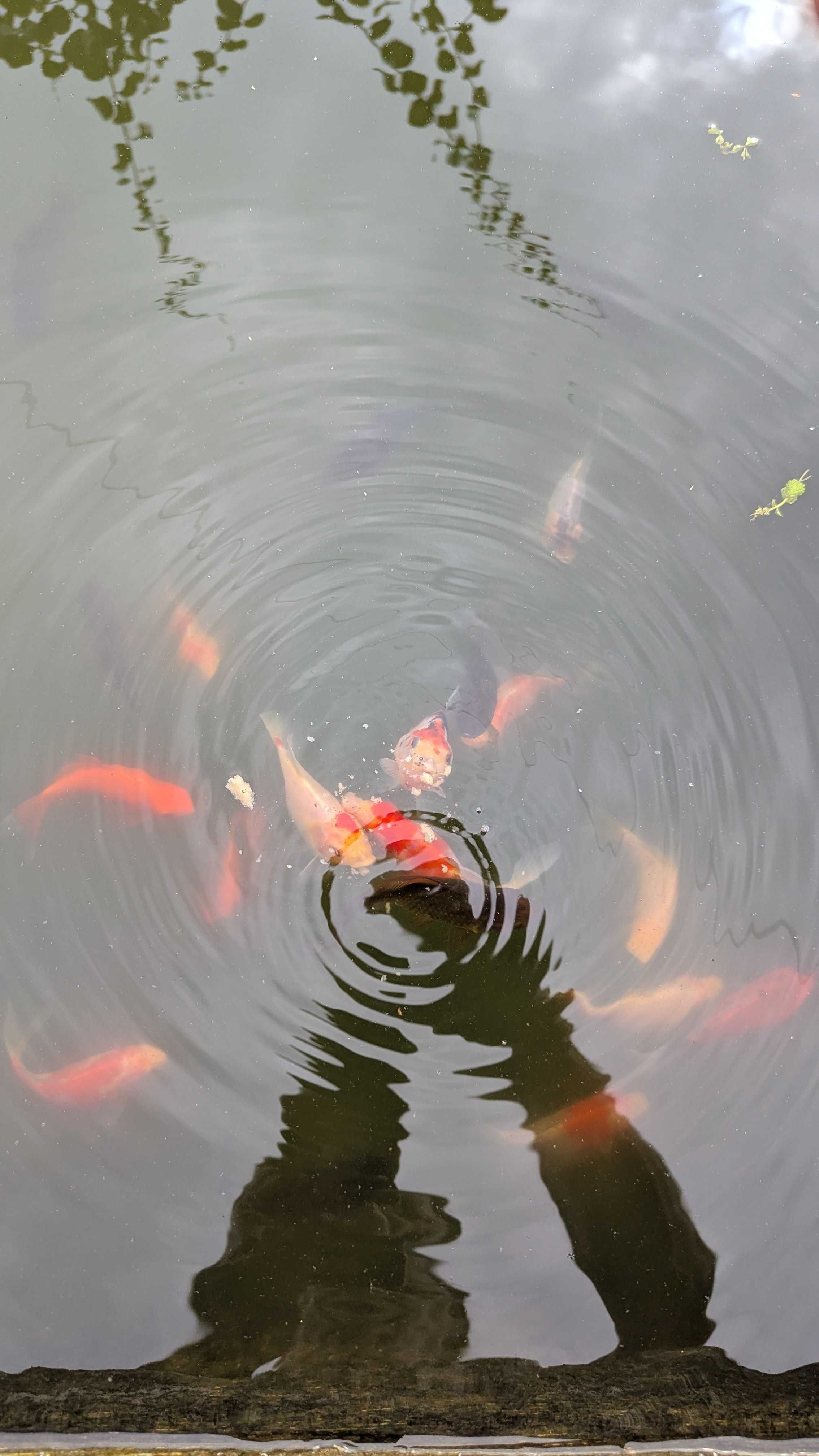 Peixes para pound