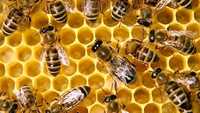 Продам семьи пчёл с ульями