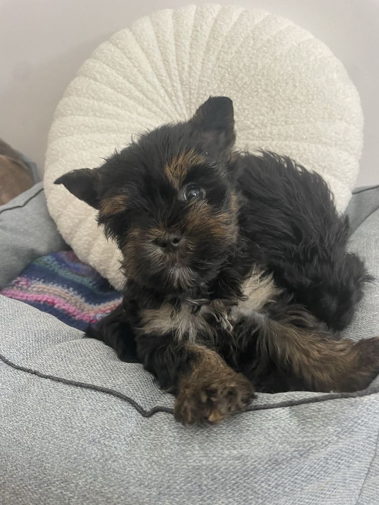 Yorkshire Terrier  chlopczyk