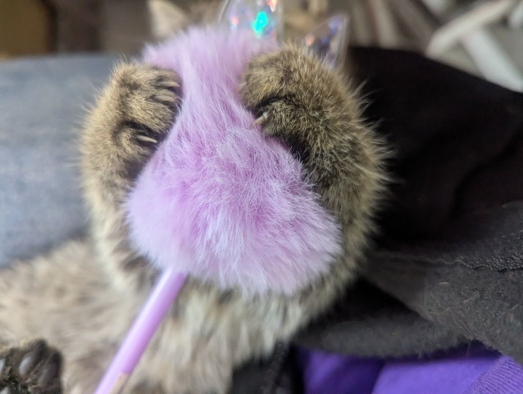 Кошеня, кошенята, котик