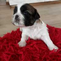 Shihtzu-szczeniak tfikolor