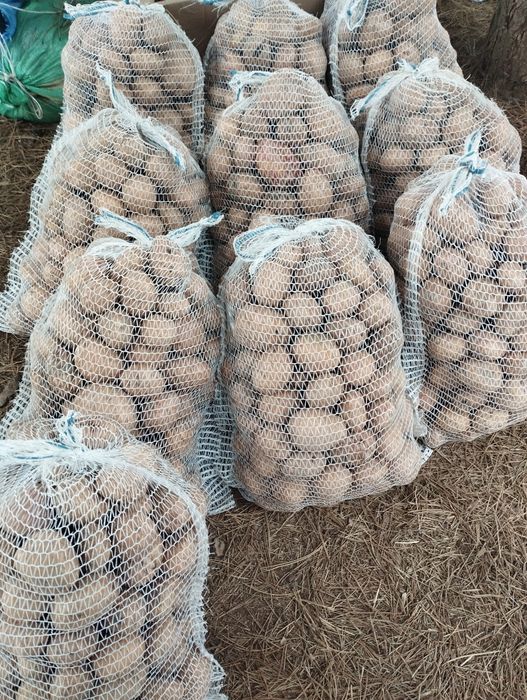 Ziemniaki irga biała