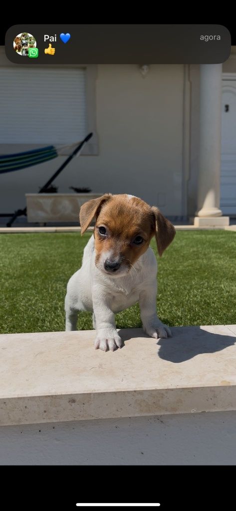 Jack Russell fêmea