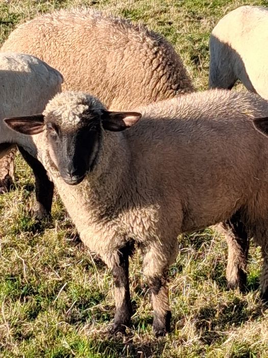 Młoda Owca  czarnogłówka