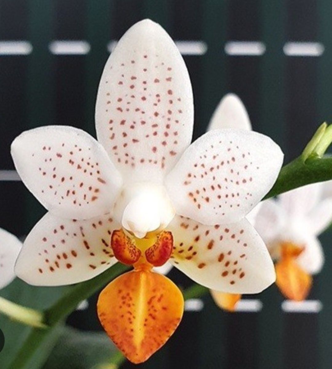 Орхидея ароматная Мини Марк с цветоносом