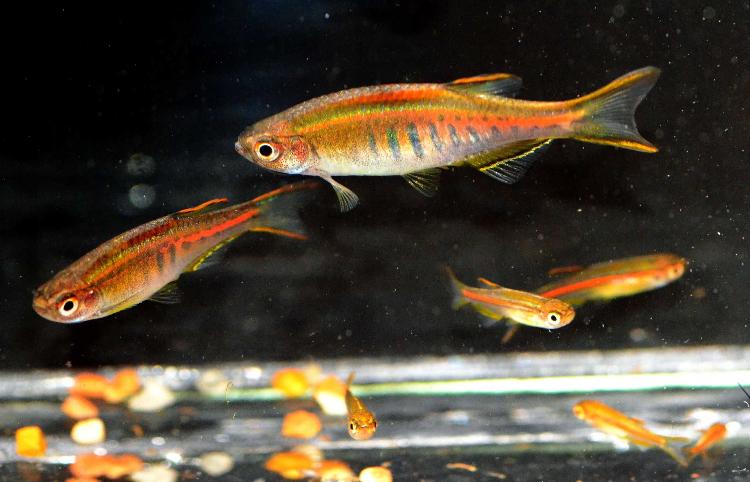 Danio myanmarski - Celestichthys choprae - dowóz, wysyłka