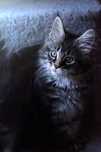 Idéal Piekny Wystawowy Czarny Pregowany Kocur Maine Coon FPL