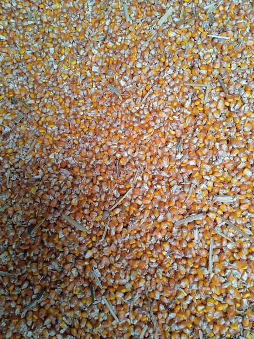 Продам зерно кукурудзи врожай 2025