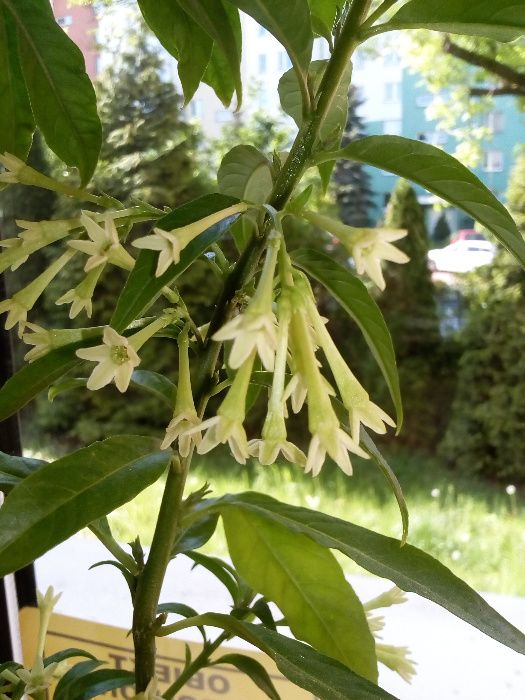 Jaśmin z Turcji prawdziwy (sadzonki) kwitnie całe lato - Cestrum Noctu