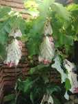 Liściec olbrzymi - Phyllium giganteum
