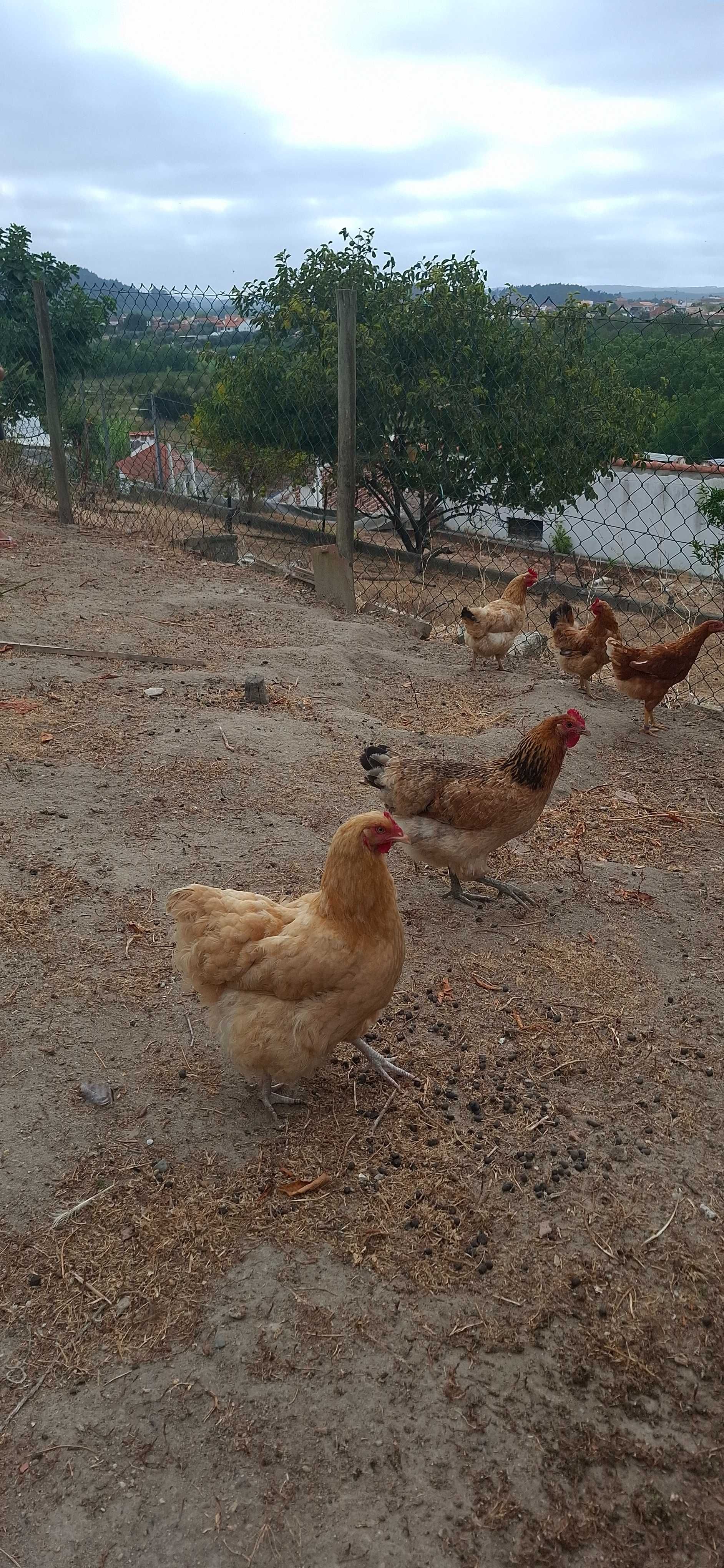 Galos e galinhas