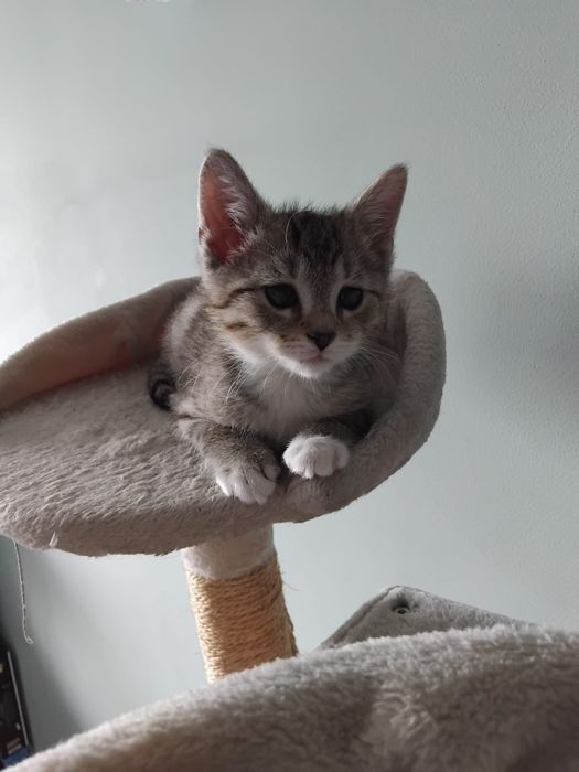 Dwa kociaczki, 2, 5 miesięczne