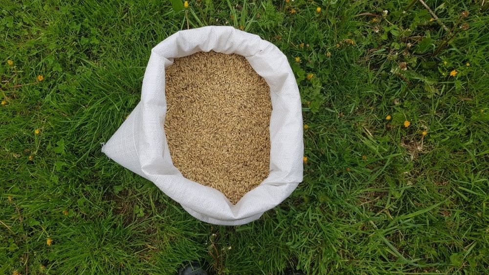 Owies ładny suchy Czyszczony ,Pszenica