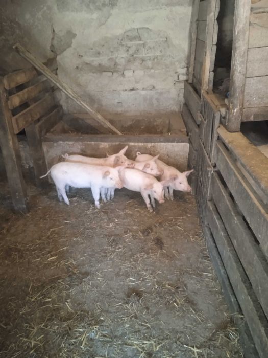 Продам поросята два місяці