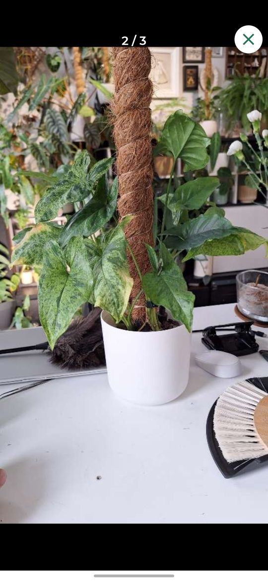 Syngonium mojito