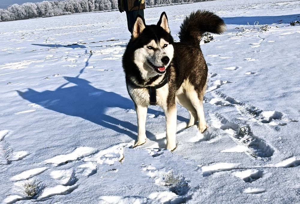 Zapowiedź miotu szczeniaczków Siberian husky.