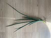 Sansevieria francisci