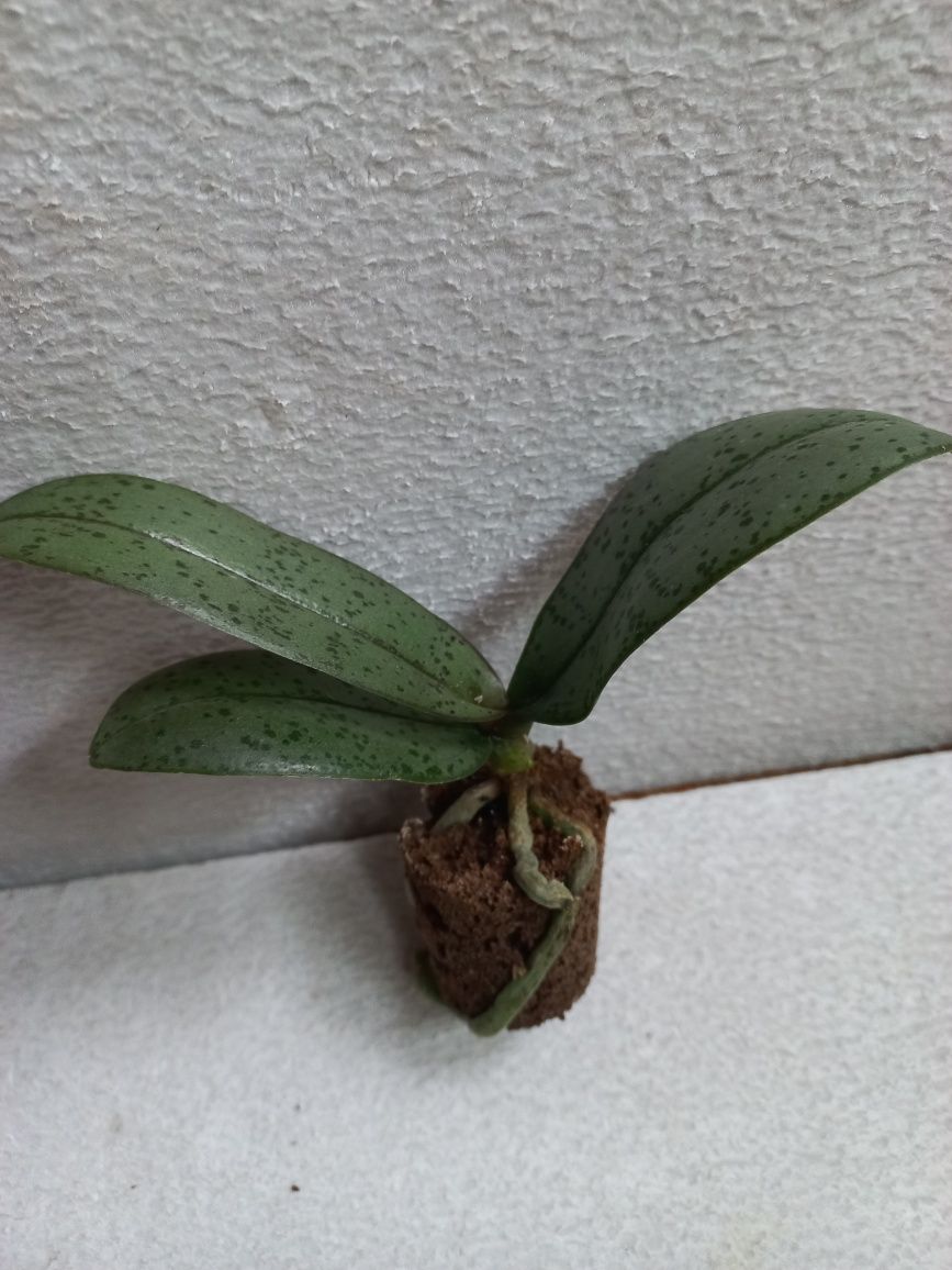 Орхидея  Dusty Belle ароматна, листя в крап, підліток