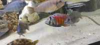 Pyszczaki haplochromis