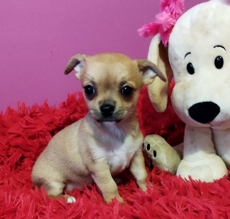 Chihuahua miniaturowa suczka