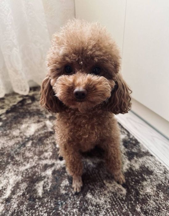 Вязка Той Пудель Ред Браун